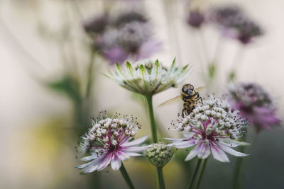 Close-up of insect on purple flower