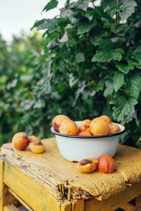 Ripe juicy homemade apricots with cracks and flaws in the plate on a yellow wooden chair 