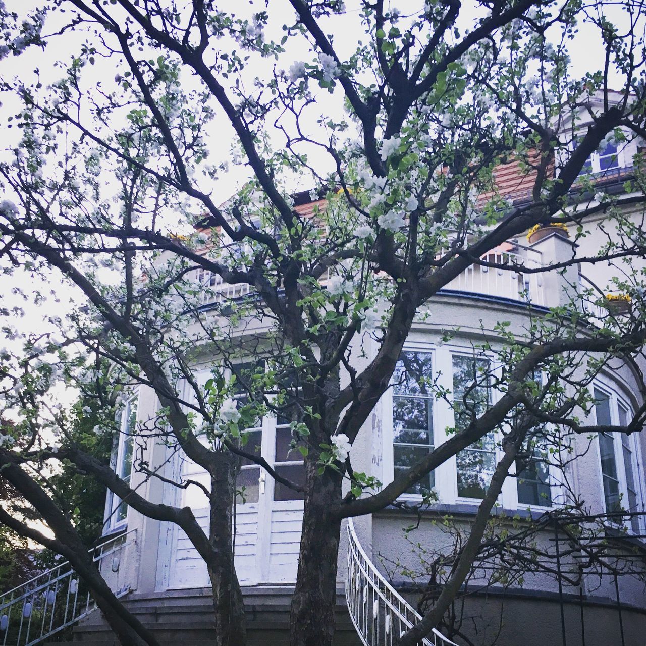 architecture, built structure, tree, building exterior, railing, branch, low angle view, growth, sunlight, sky, balcony, day, building, steps, outdoors, no people, house, nature, clear sky, fence