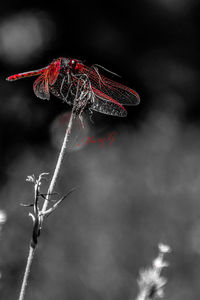 Close-up of dragonfly on twig