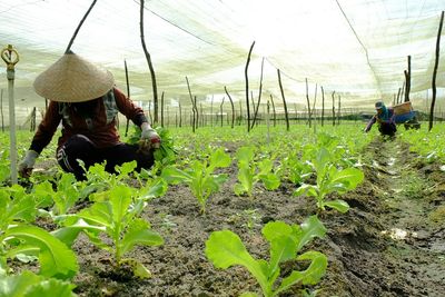 Man working on agricultural field