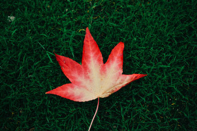 Close-up of red maple leaf on grassy field