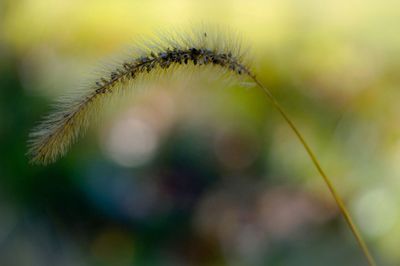 Close-up of foxtail barley