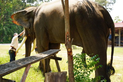 Side view of elephant young man sitting on wood