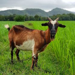 Goat standing at meadow field