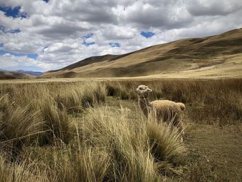 Scenic view of land against sky