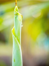 Close-up of green leaf on plant