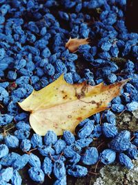 High angle view of maple leaves on road