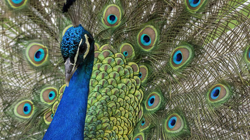 Close-up of peacock