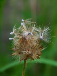 Close-up of thistle dandelion