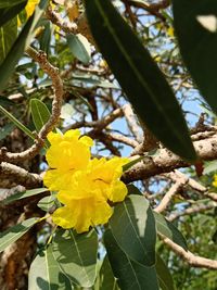 Close-up of yellow flowering plant