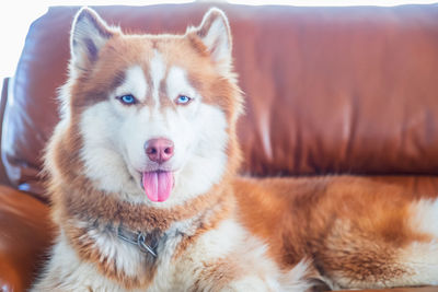 Close-up portrait of dog resting on sofa at home