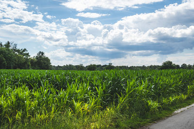 Scenic view of agricultural field against sky