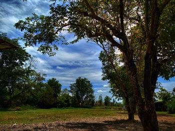 Trees on field against sky