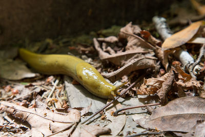 Slug on the ground