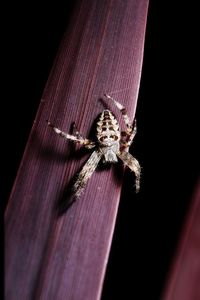 Close-up of insect on pink against black background