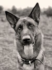 Close-up portrait of a dog