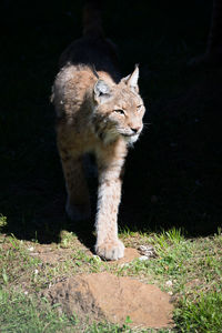 Lynx steps out of shadows on grass