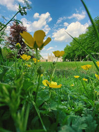 Yellow flowering plants on field against sky