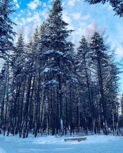 Pine trees in forest during winter