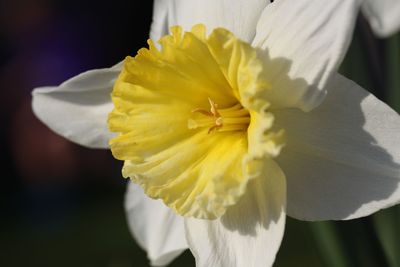 Close-up of white daffodil