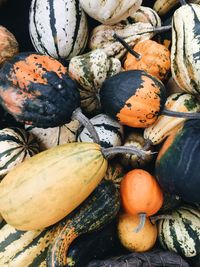 Close-up of pumpkins