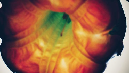 Extreme close-up of orange flower