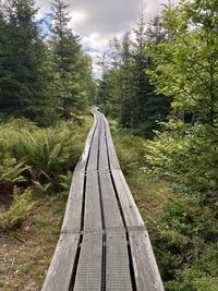 Footbridge amidst trees in forest