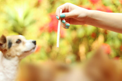 Cropped image of hand showing food to dog in yard