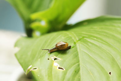 Close-up of snail on leaves