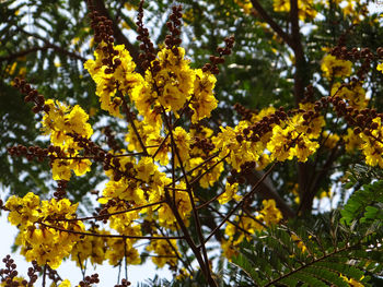 Low angle view of yellow flowering plant