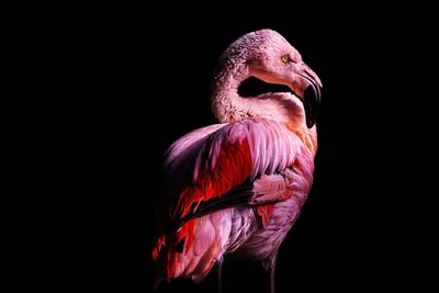 Close-up of a bird against black background