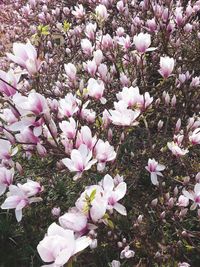 Close-up of pink flowers