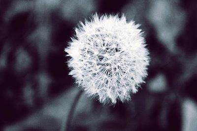 Close-up of dandelion flower