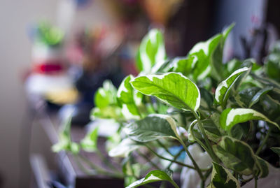 Close-up of fresh green leaves in potted plant