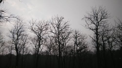 Low angle view of bare trees against sky