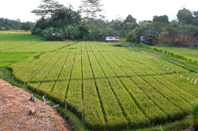 Scenic view of agricultural field against sky