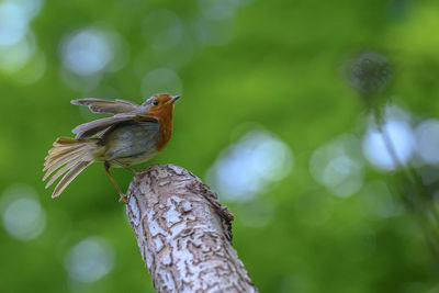 Close-up of bird perching on branch