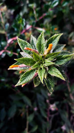 High angle view of flowering plant