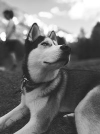 Close-up of dog looking away