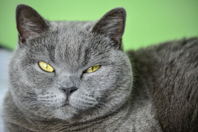 Close-up portrait of tabby cat