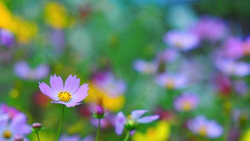 Close-up of pink flowers blooming outdoors