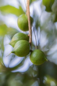 Close-up of fruit growing on tree