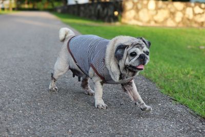 dog