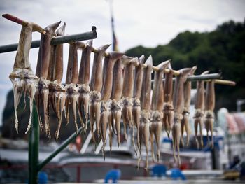 Close-up of squids drying on bamboo