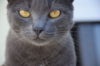 Close-up portrait of a cat