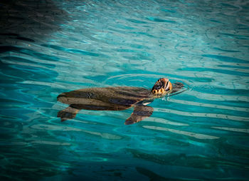 Turtle swimming after being cared