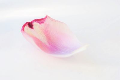 Close-up of pink flower over white background