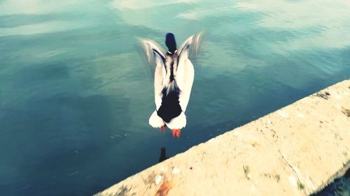 High angle view of duck swimming on lake