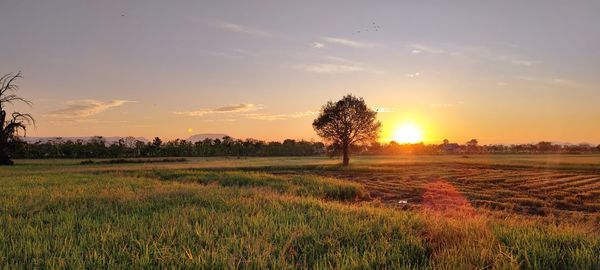 Scenic view of field against sky during sunset